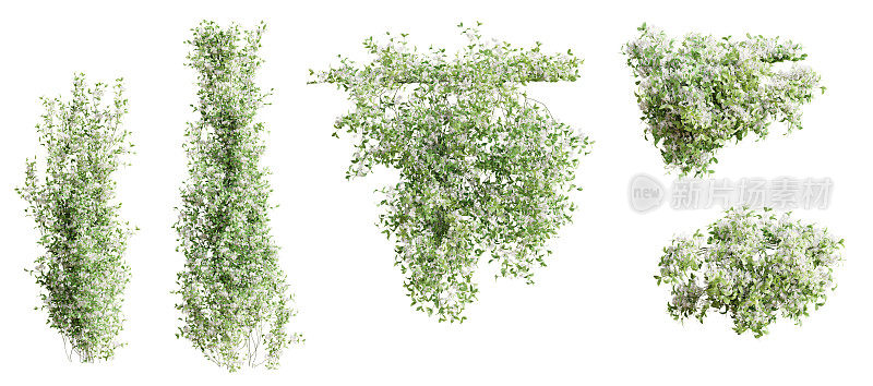 一套茉莉裸花爬行植物，卷2，孤立在白色背景上。3 d渲染。